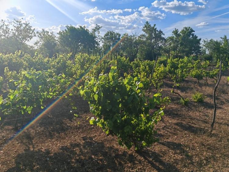 VANZARE CASA INDIVIDUALA - 36