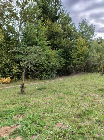 Casa cu teren 2 hectare intravilan - 6