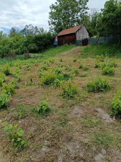 Dolj Casa cu teren generos (10.300 mp) in sat Ungureni - 8