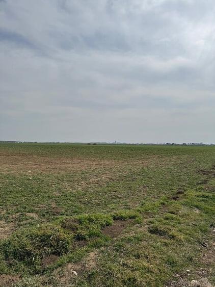 Vanzare Teren 5000mp intravilan Magurele - 9