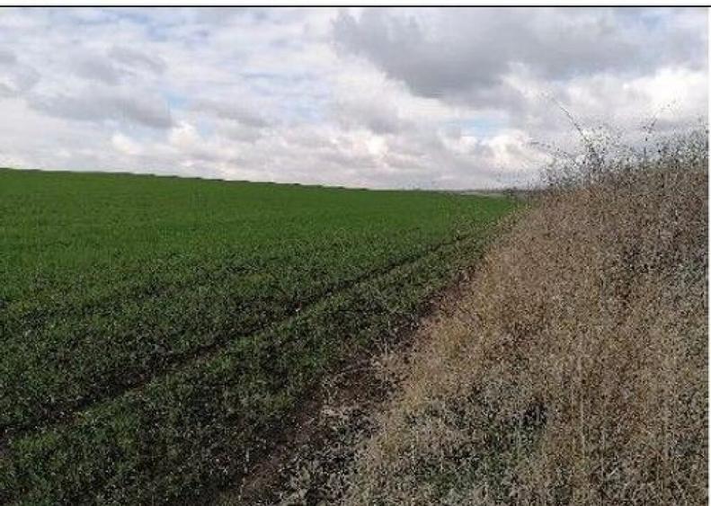 Teren extravilan Tiganasi, cota parte 1/5, ID: R2822453 - 3