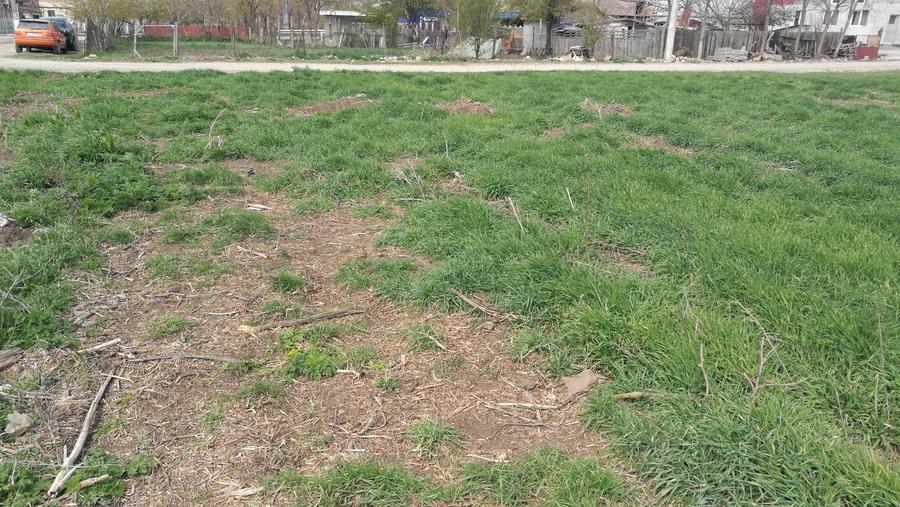 Techirghiol, teren 450mp, 20 m deschidere, str. Pericle Macri colt cu Plantelor - 4