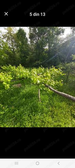 Casa batraneasca+Padure Fane?e - 3