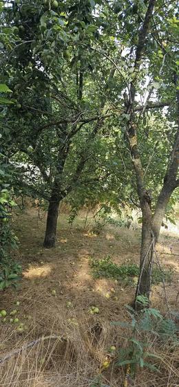 Casa batraneasca 3 cam + teren 1.056?mp cu iesire la lac, Petrachioaia - 4