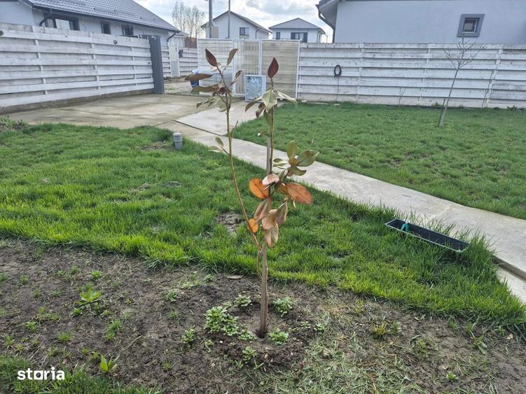 Casa Darza, curte spatioasa - 9