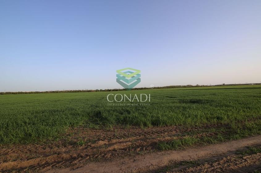 Teren Clinceni 5.792 mp - 5