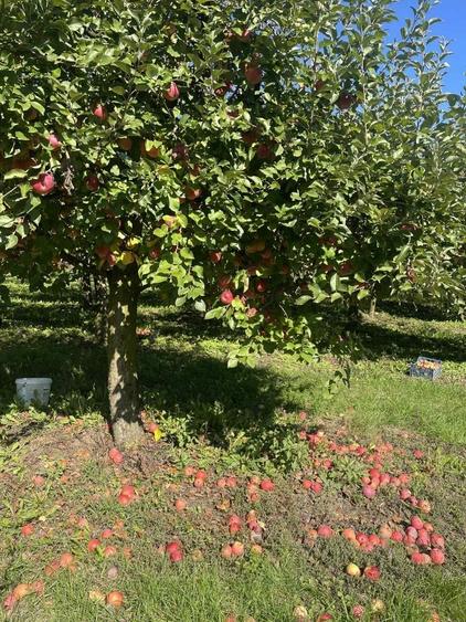 Casă cu 3 camere în Săliște
