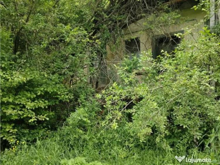 Domeniu verde autentic, 5.000mp, front la DJ, Valcele, Bra - 8