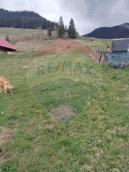Teren Construcții intravilan de 500 mp, în Cârlibaba