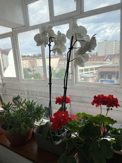 Apartament 3 Camere Ultracentral Miercurea Ciuc - 8