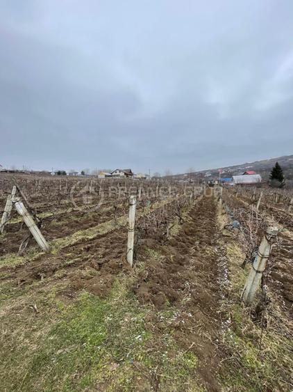 Teren intravilan 2.617mp, Chicerea, comuna Tomești - 4