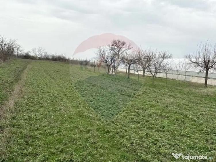 Teren 1944 mp + Casa - 65 mp, Darasti-Vlasca Giurgiu/ 20 ... - 5