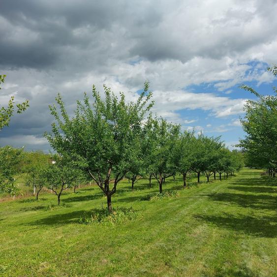 Teren intravilan - 6