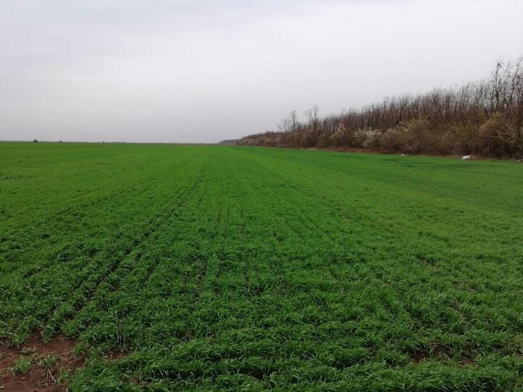 Teren extravilan localitatea Afumati - 4