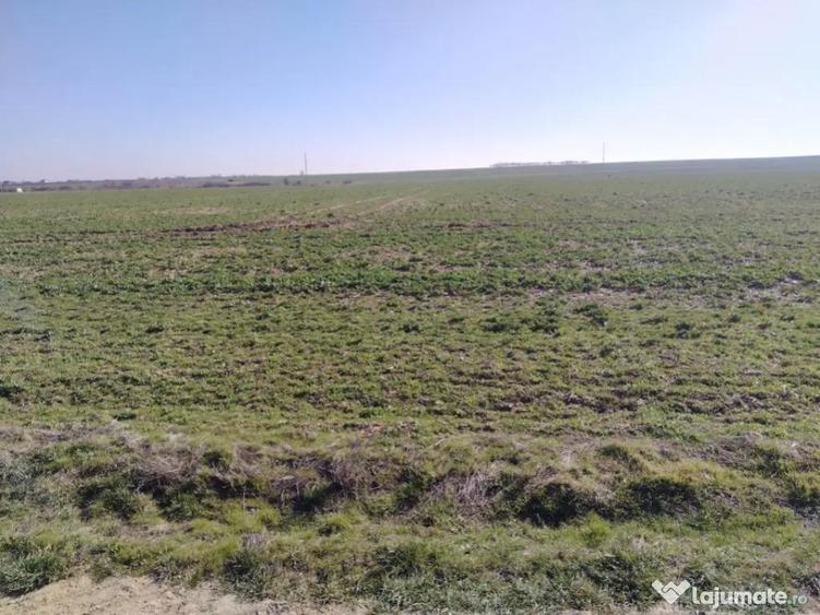 Teren extravilan, Carcea, 988 mp - 3