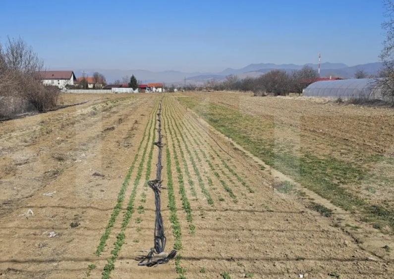 Teren intravilan de vanzare, 4550 mp, in zona Santuhalm - 2