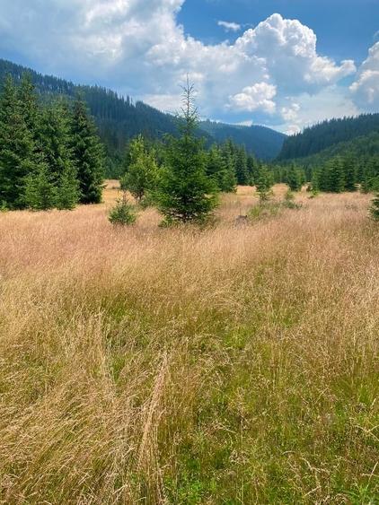 2 terenuri in zona Obarsia Lotrului - 14