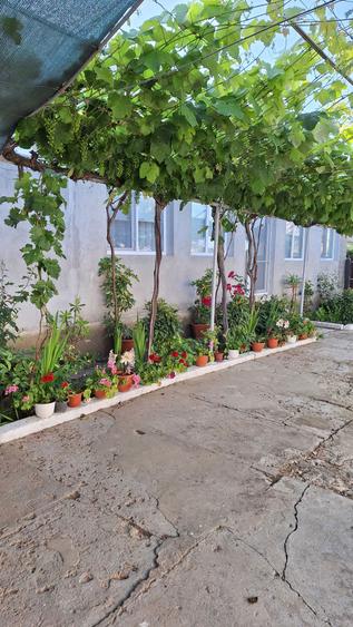 Casa de vanzare in Jurilovca - 7