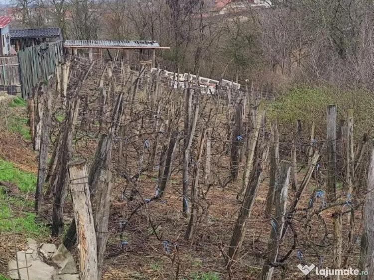 Teren intravilan Magura 1167mp - 1