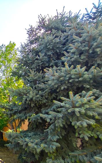 Vila noua, teren de aproape 800 mp, zona de case - 2