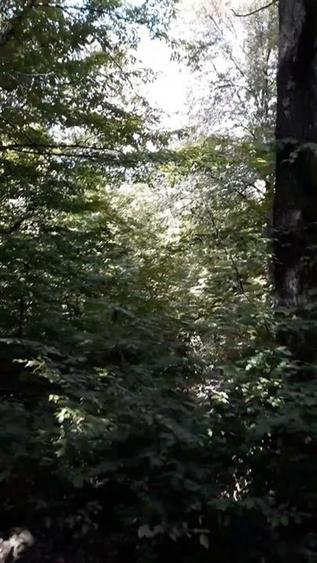 Teren agricol extravilan de 80000 mp, în Filipeștii de Pădure