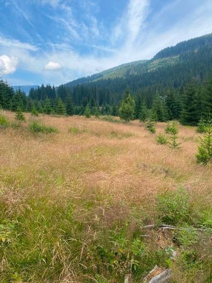 2 terenuri in zona Obarsia Lotrului - 3