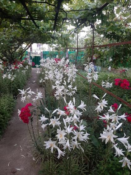 Jude?ul Buzau com Glodeanu Sili?tea sat COTORCA, casa batrineasca din caramida 3465m - 12