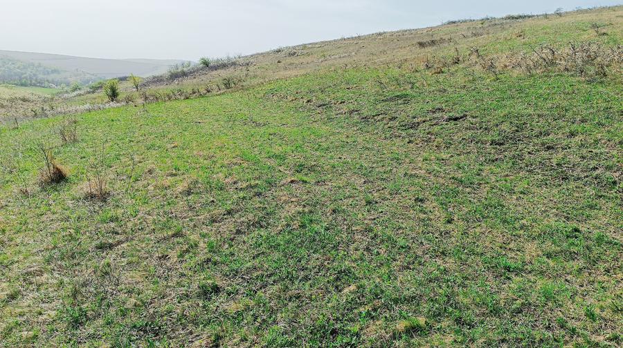 Teren extravilan în Dezmir. - 6