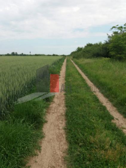 Teren Buftea cu iesire la lac - 7