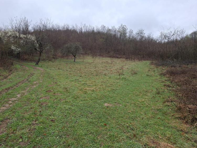 Teren livada 2.900 mp Sintesti comuna Margina-pozitie excelenta, aproape de intravilan, acces rapid la autostrada - 2