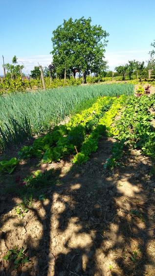 Casa BCA+gradina,vie,fantana, gard nou suprafata totala 1723m 17500 - 7