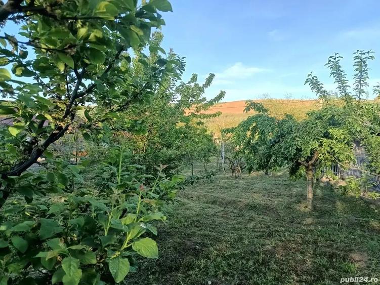 A 13. 20000 mp teren ?i 3 constructii casa in judetul Bacau - 9