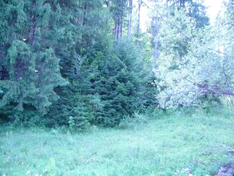 Lepsa Vrancea ,zona retrasa linistita si sigura,cabana si teren de vanzare - 1