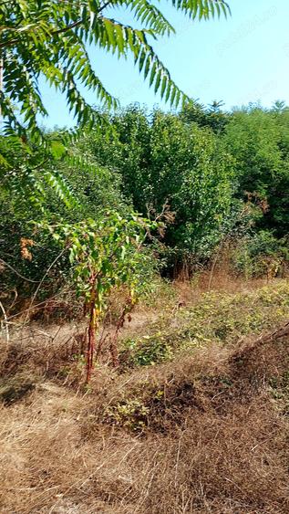 Casa demolabila cu teren 2500 mp sat Plevna com Lup?anu Calara?i apa curent 12000 Euro variante - 4