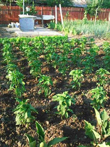 Vanzare teren intravilan (sat Maldaresti, comuna Dealu Morii, jud. Bacau) - 5