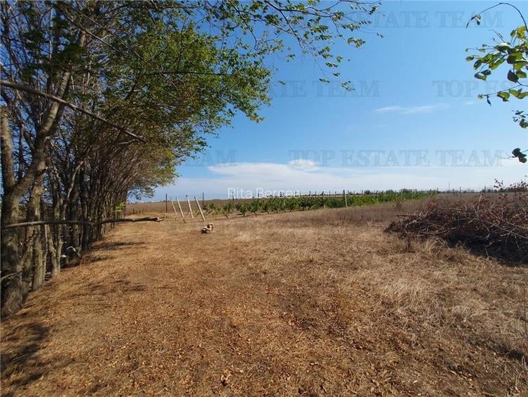 Teren intravilan agricol si teren curti constructii Lot 2 Parcela A326/49 Teren intravilan agricol si teren curti constructii Lot 2 Parcela A326/49