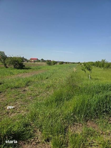 Teren intravilan de vanzare Bradu - 2