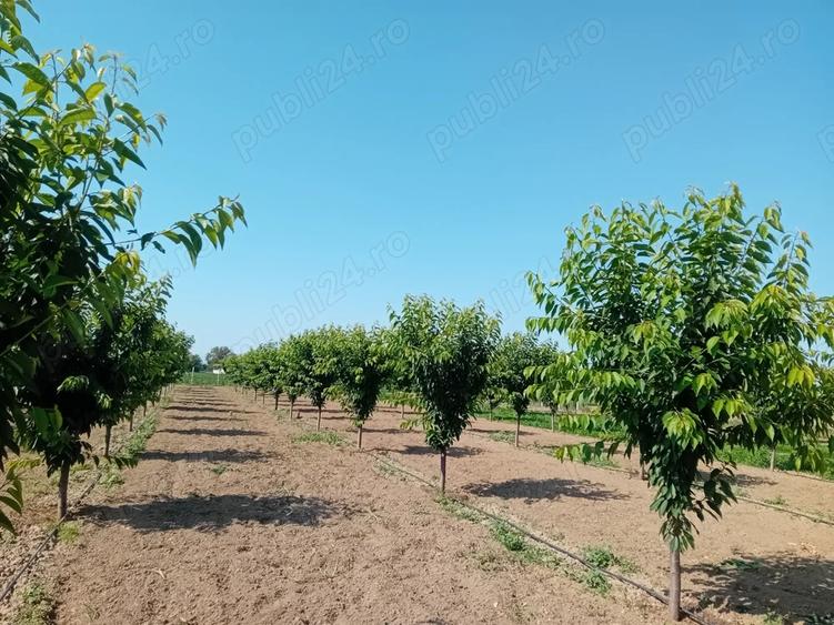 Proprietar vand sau schimb livada - 9