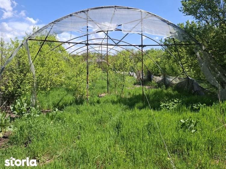 Teren intravilan 2312mp+ casa Vidra Sintesti - 3