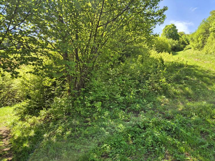 Teren Construcții intravilan de 1577 mp, în Schei