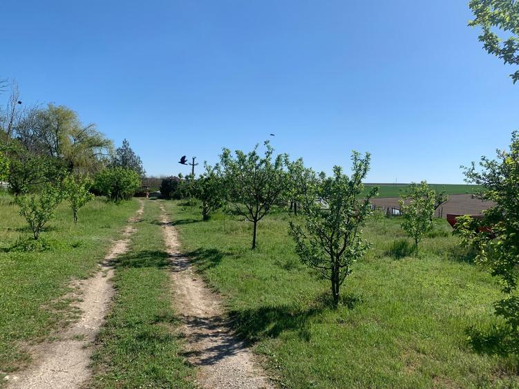 Fermă de vânzare - DN3 - 84m deschidere - 32