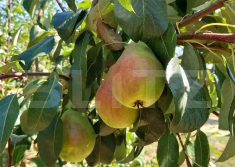 Teren extravilan de vanzare 2603 mp, zona IPL - 2