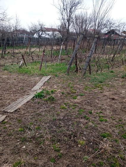 Teren intravilan, Saucesti, centru. - 1