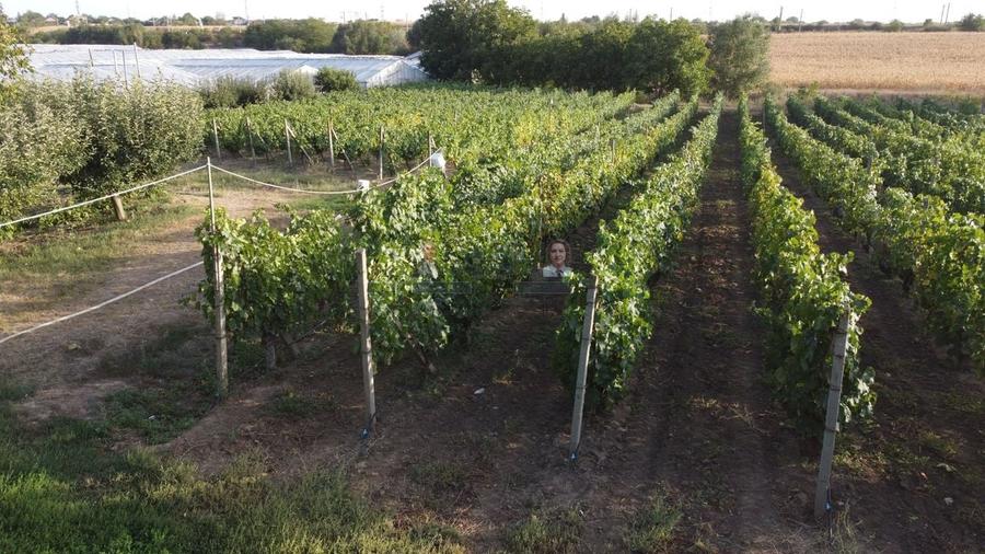 Teren intravilan Tecuci/Podgorie si Pomi Fructiferi/5000 mp - 8