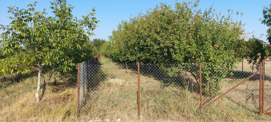 Terren intravilan in Sag jud. Timis - 4