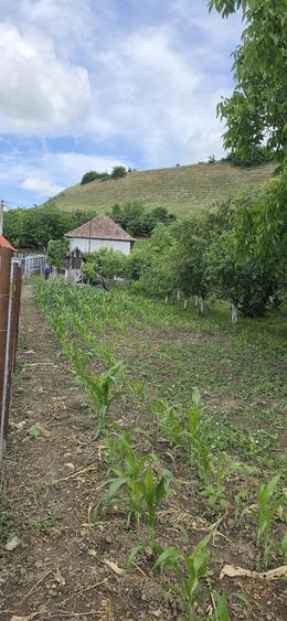Casa de vanzare in Sanmarghita la doar 20 km de Targu Mure? - 10