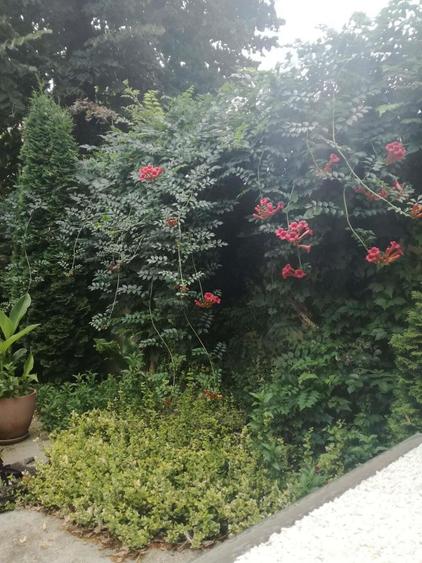 Inchiriez camera spa?ioasa in interiorul unei case la curte Bucure?tii Noi - 5