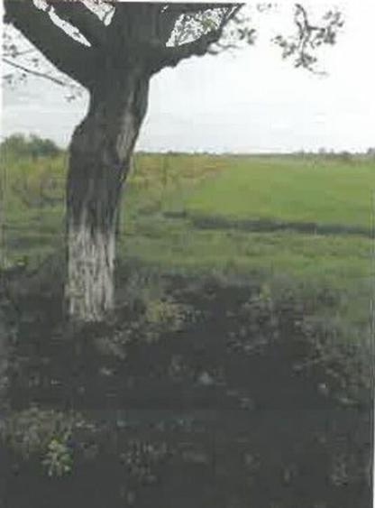 Teren extravilan Pietroasele, ID: R2586802 - 7