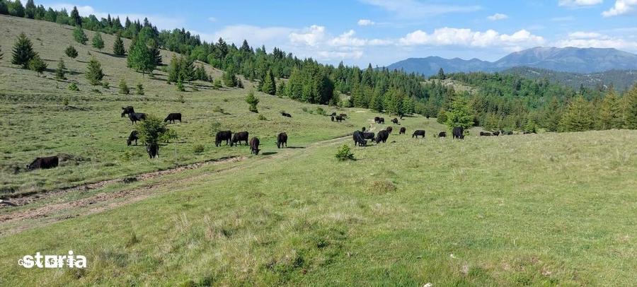 Vand teren 47.8 HA intravilan + extravilan Moisei/Viseu - 4