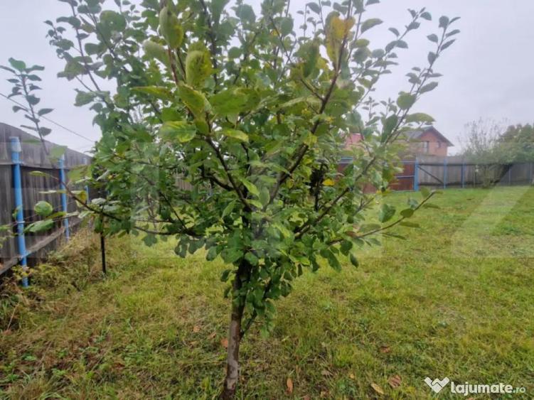 Teren Intravilan Harman cu utilitati , ingradit si casauta d - 10